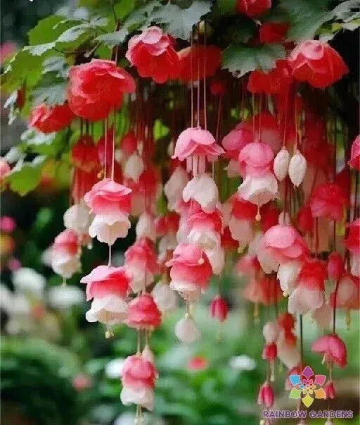 Weeping Begonia Seeds - 25 Red & White Varieties - Begonia pendula - Non-GMO for Garden Planting - USA Grown