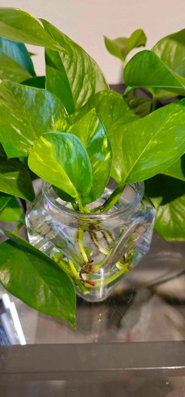 Golden Pothos Cuttings - Healthy Indoor House Plant - Easy Care Epipremnum aureum - Fast-Growing Air-Purifying Trailing Vines