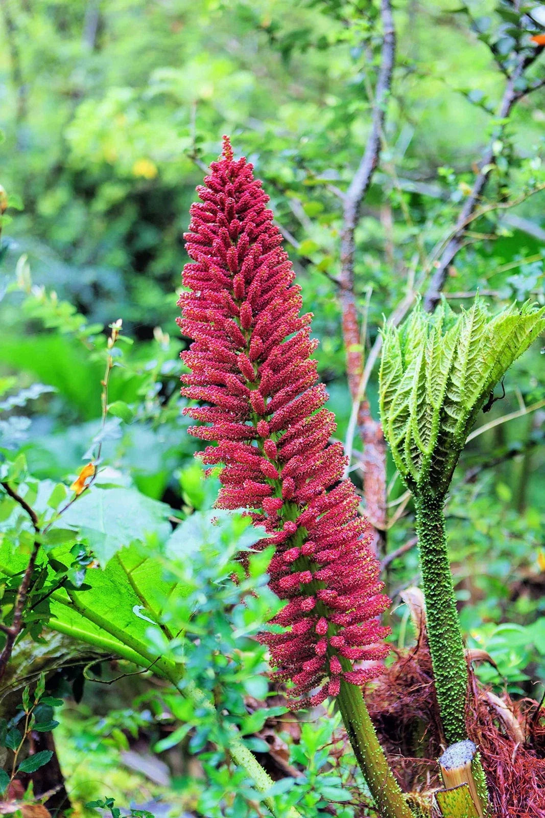 Chilean Rhubarb Seeds - 30 Seeds - Gunnera tinctoria - Tropical Garden Plant - Large Foliage for Landscaping