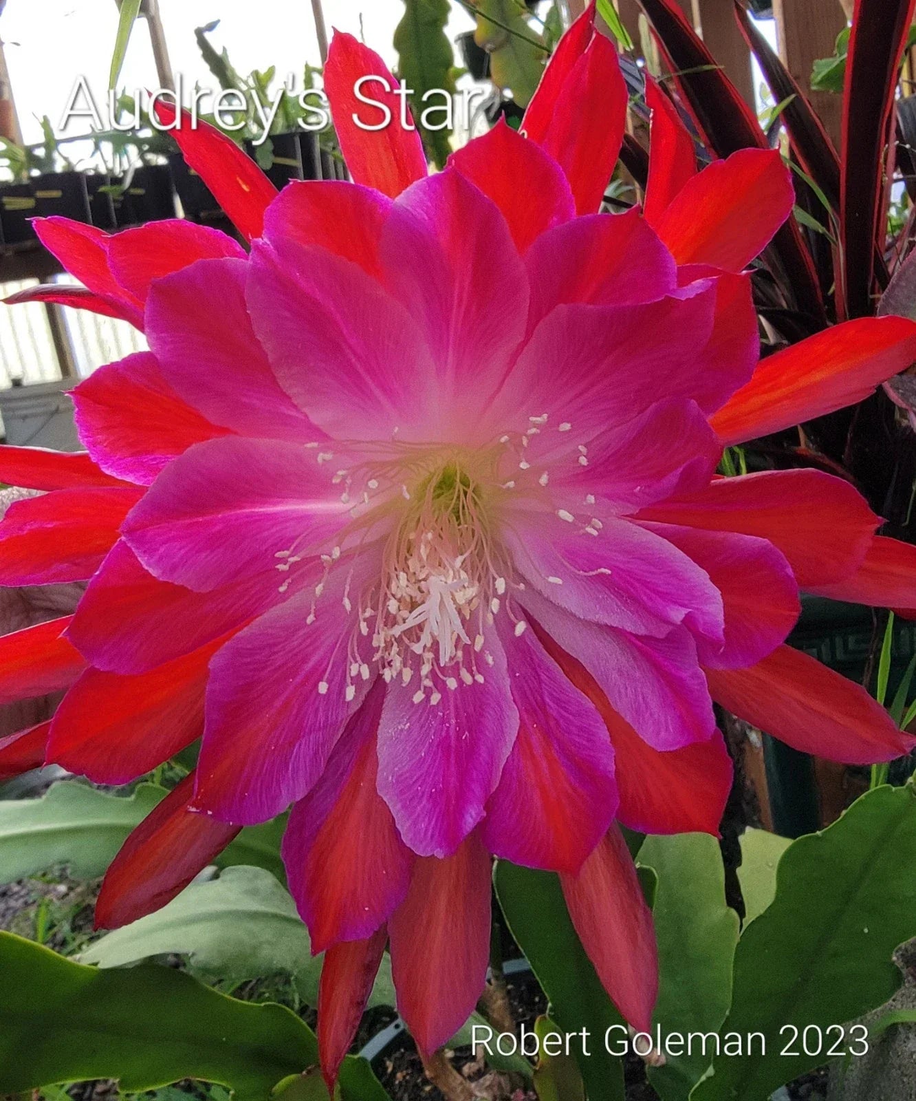 Epiphyllum Cutting - Unrooted - Audrey's Star - Rare Orchid Cactus - Epiphyllum spp. - Unique Indoor Plant for Propagation