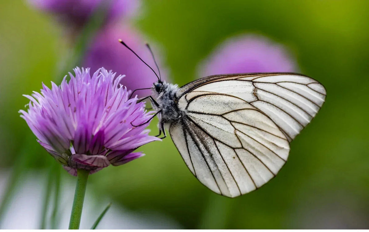 Organic Chive Herb Plants - 13 Bulbs - Edible & Flowering - Allium schoenoprasum - Aromatic, Butterfly Attracting