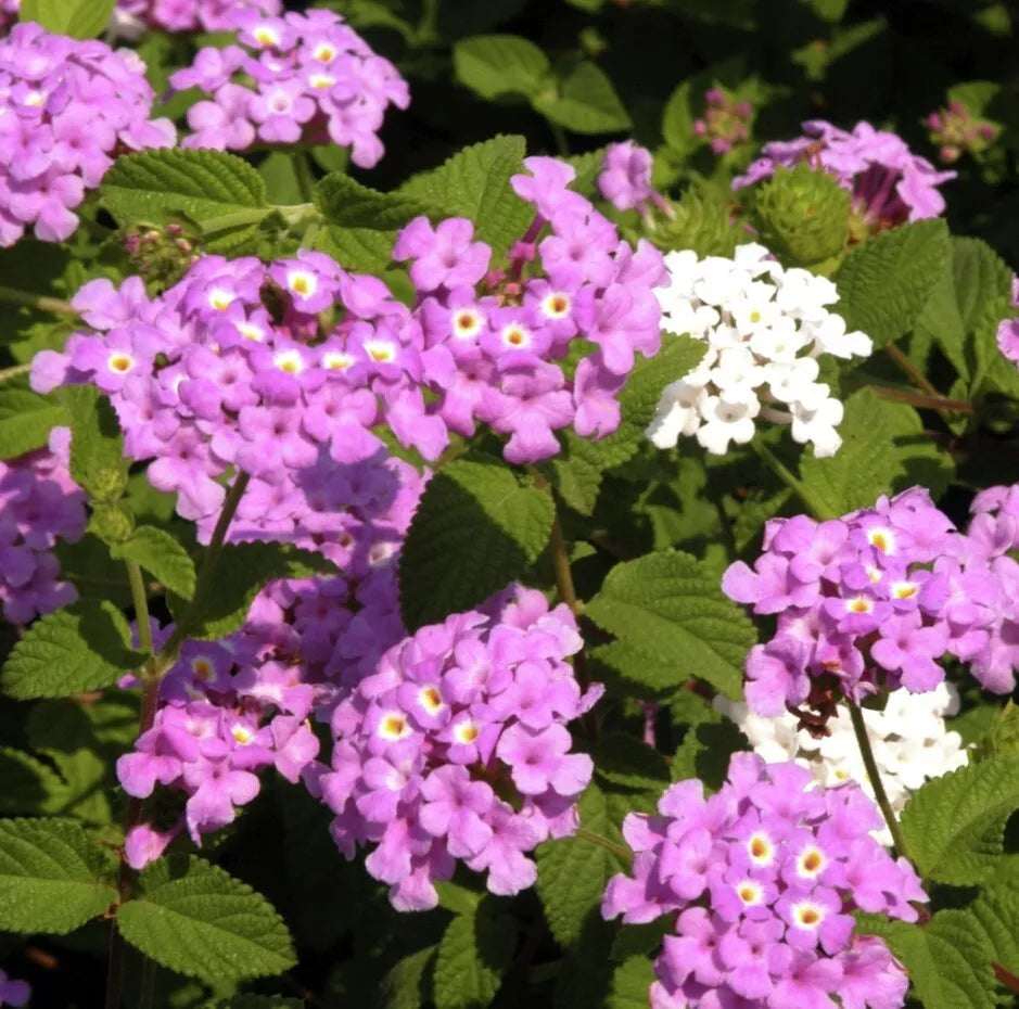 Lantana Plants Live - Trailing Lavender - Lantana montevidensis - Drought-Tolerant Outdoor Ground Cover, No Pot
