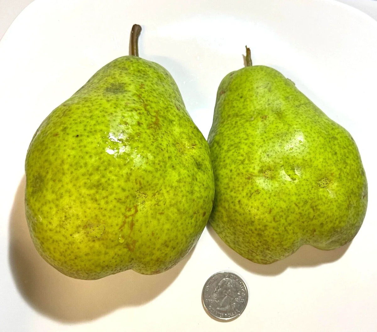 Giant Fruit Bartlett Pear Tree Cuttings 6+3 Scions, High Yield, Delicious Flavor, Pyrus communis 'Bartlett'