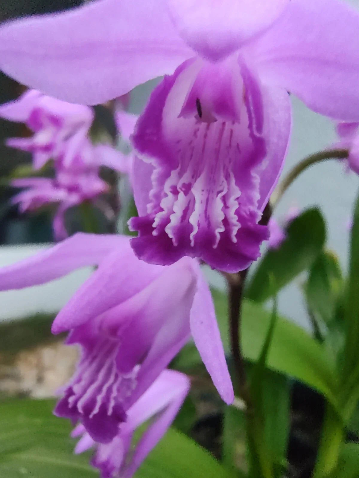 Purple Ground Orchid Plant - Established Bletilla striata - Hardy Perennial with Vibrant Purple Blooms for Garden or Container