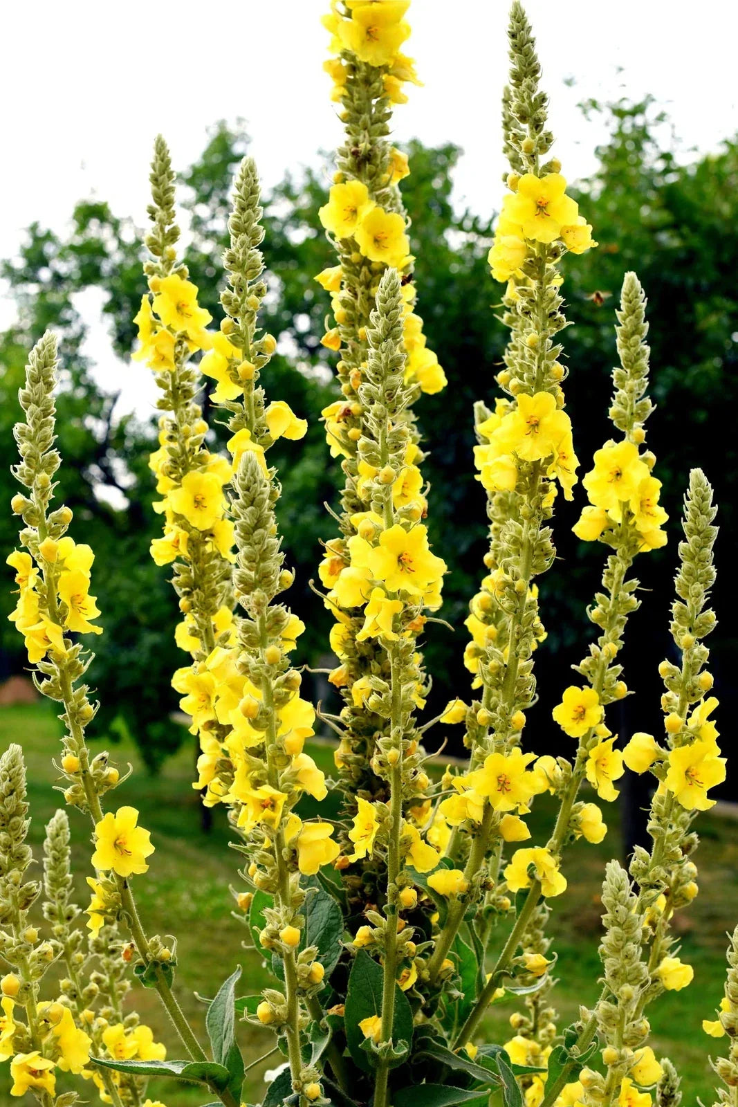 Great Mullein Seeds - 50 Heirloom Non-GMO - Verbascum thapsus - Drought-Tolerant, Pollinator Friendly, Yellow Flowers