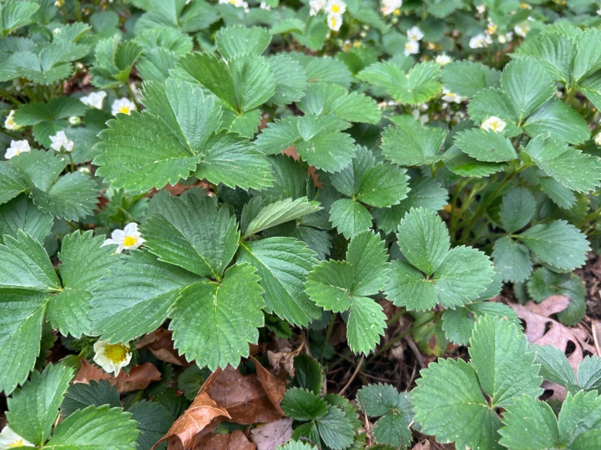 Everbearing Strawberry Plants 10 Pack - Established Perennial Edible Live Plants - Fragaria × ananassa - Non-GMO