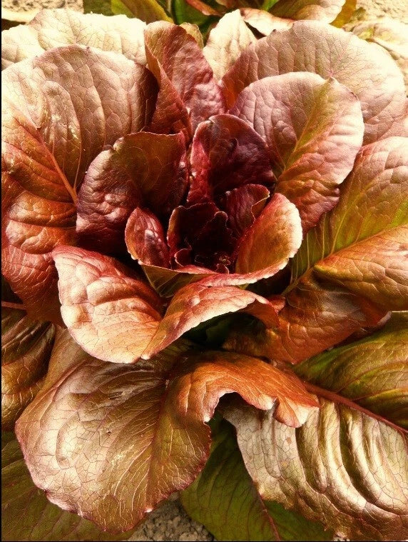 Cimmaron Deep Red Romaine Lettuce Seeds - Bulk Heirloom, Crisp Variety - Lactuca sativa, 500-5000 Seeds, Rare Color