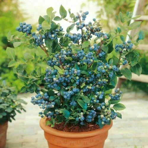 Blueberry Seeds - 100+ Dwarf Top Hat Variety - Sweet Edible Fruit - Vaccinium corymbosum - Low Bush for Small Gardens