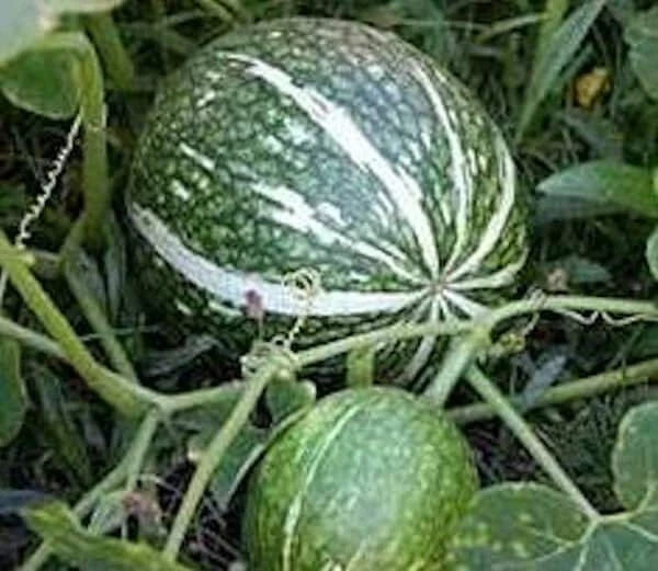 Shark Fin Melon Squash Seeds - Treated Non-GMO Cucurbita ficifolia - Unique Vegetable Seeds for Home Gardening