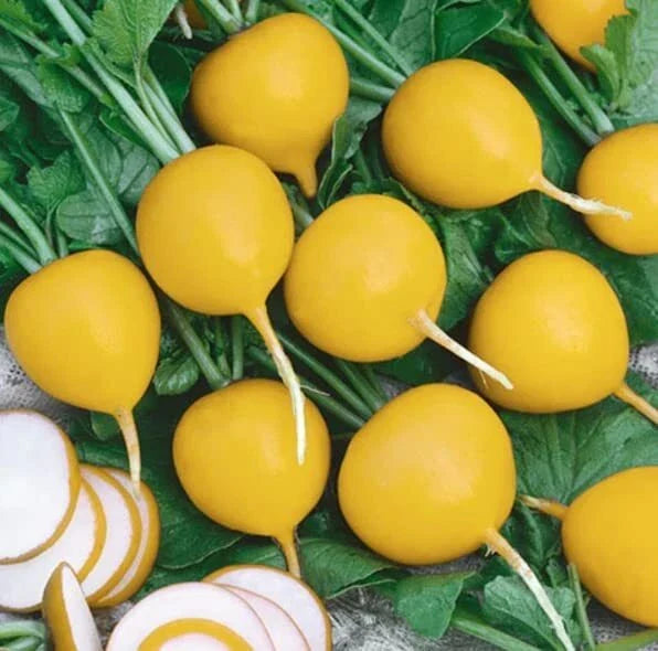 Golden Helios Radish Seeds (200 Seeds) - Non-GMO, Heirloom, Fast-Growing Raphanus sativus for Home Gardening
