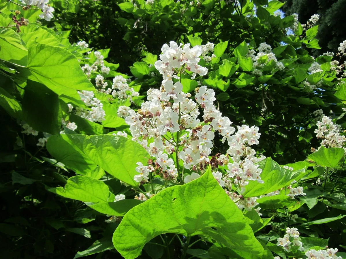 Southern Catalpa Tree Seeds - 10 Indian Bean Cigar Flowering Seeds - Catalpa bignonioides - Fast-Growing Native Tree