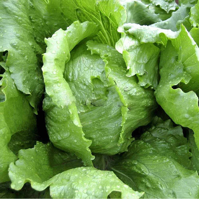 Iceberg Lettuce Seeds - 600+ Non-GMO Crisphead - Lactuca sativa - Perfect for Home Gardens - USA
