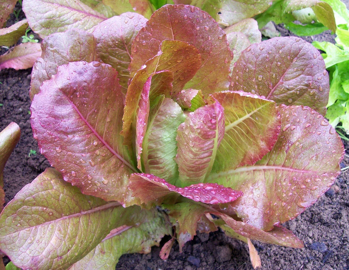 Lettuce Seeds Packet - Rouge De Hiver Variety - Lactuca sativa - Non-GMO Heirloom for Home Garden, 200 Seeds