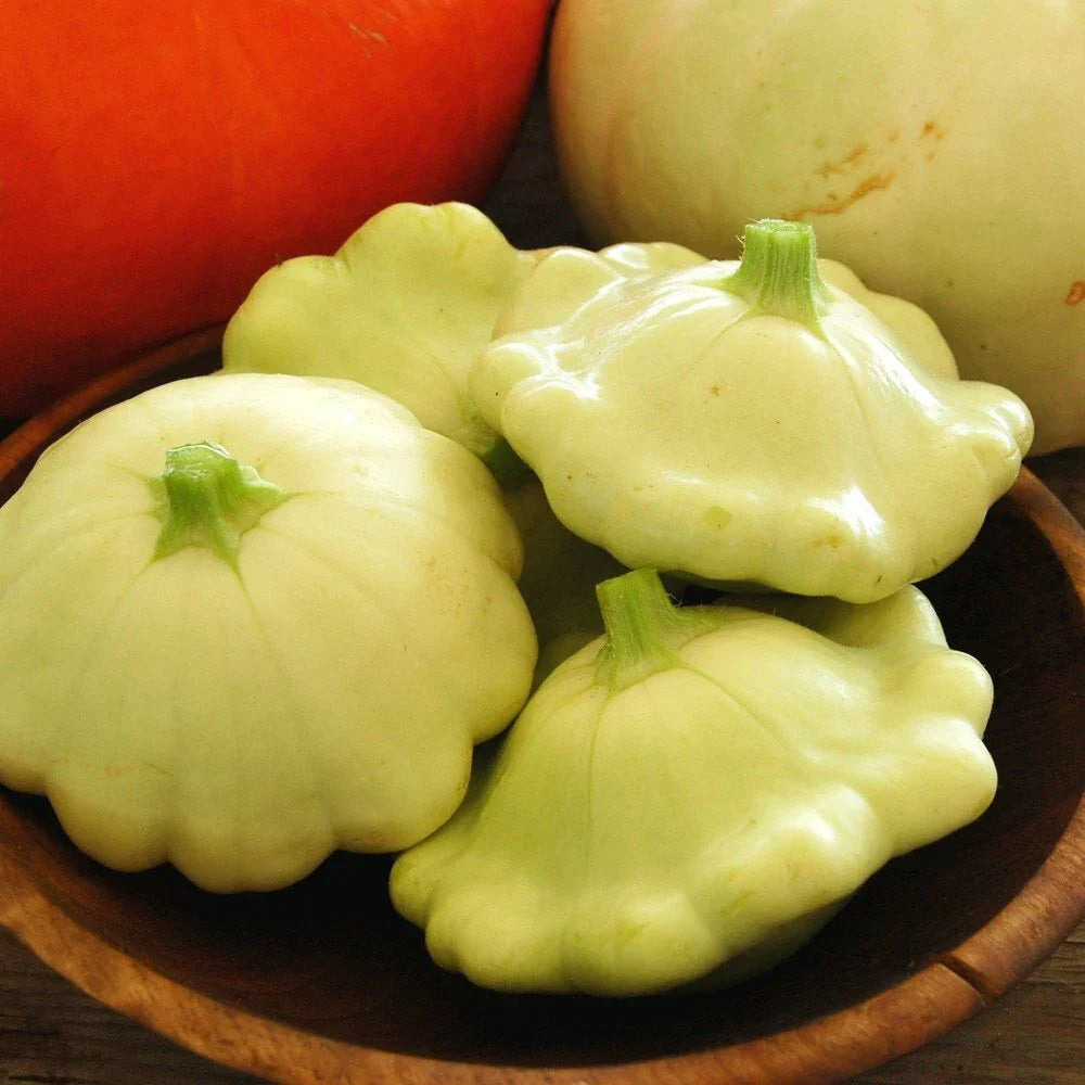Bennings Green Tint Scallop Squash Seeds | Organic Heirloom Patty Pan | Cucurbita pepo | 20 Seeds Packet