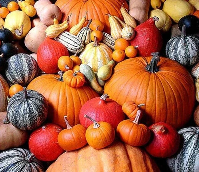 Pumpkin Seeds 12 Individual Packs Primo Pumpkin Patch Collection Cucurbita pepo - Assorted Varieties for Carving & Cooking