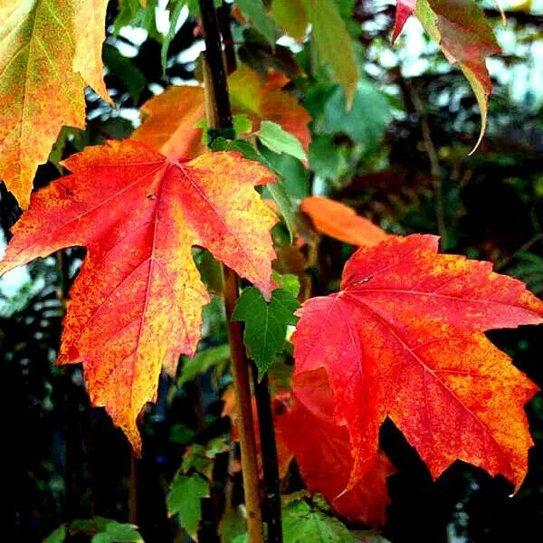 Japanese Maple Tree Seeds - Red Sunset Variety - Acer rubrum for Landscaping or Bonsai - Autumn Foliage
