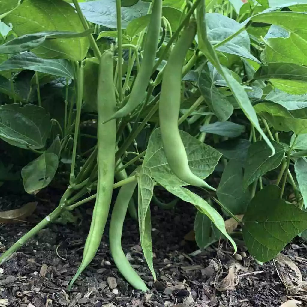Tendergreen Improved Bush Green Bean Seeds, Non-GMO, Stringless, Phaseolus vulgaris, 100+ Seeds for Easy Gardening