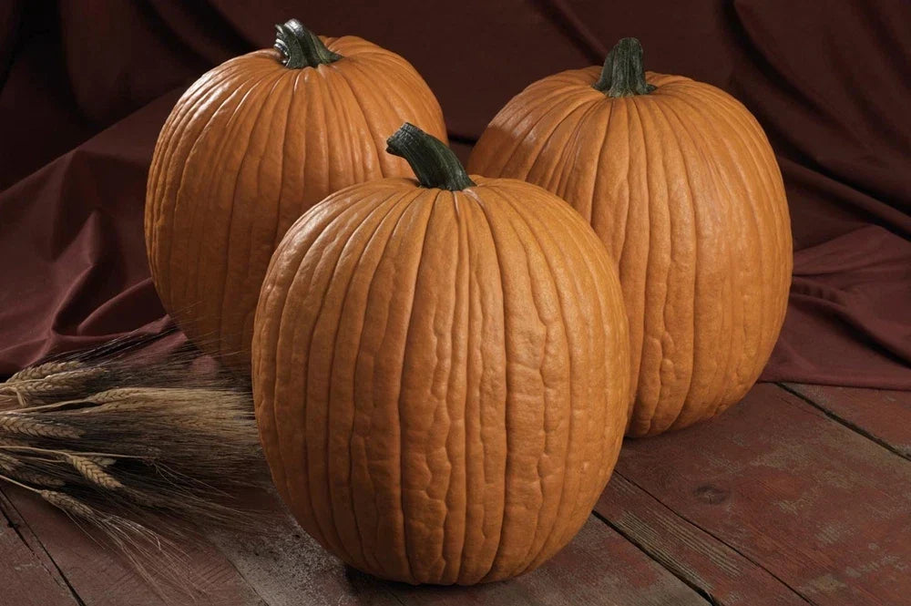 Pumpkin Seeds - Fresh Non-GMO Mr. Wrinkles Variety - Cucurbita pepo - Perfect for Fall Decorations and Culinary Use