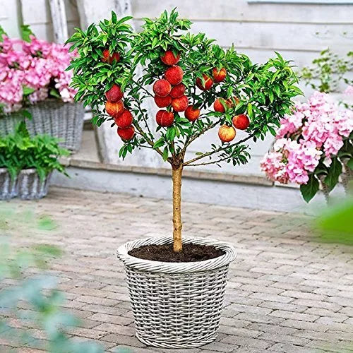 Peach Bonsai Tree Seeds - 4 Large Fruit Bearing Seeds - Prunus persica - USA Grown for Home Gardening and Indoor Decor