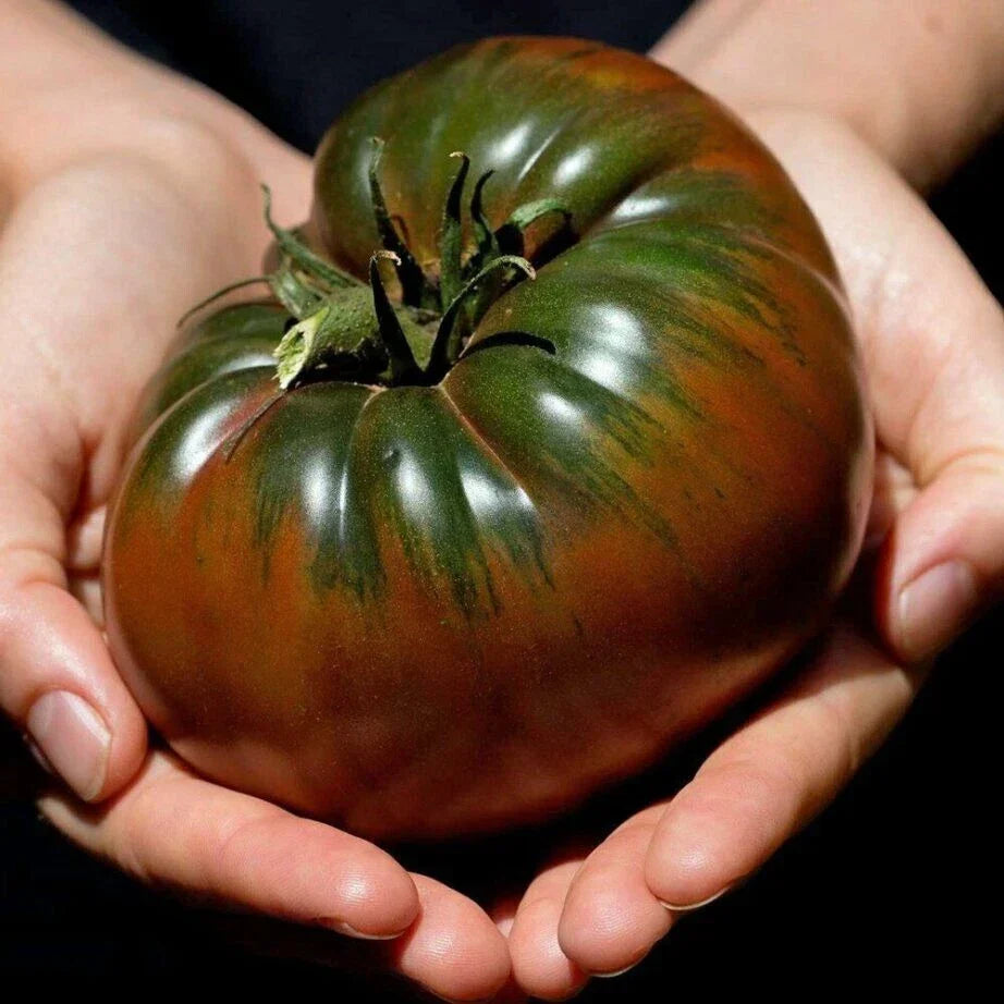 Russian Black Krim Tomato Seeds - 120+ Organic Heirloom Seeds - Solanum lycopersicum - Non-GMO Gardening Supplies