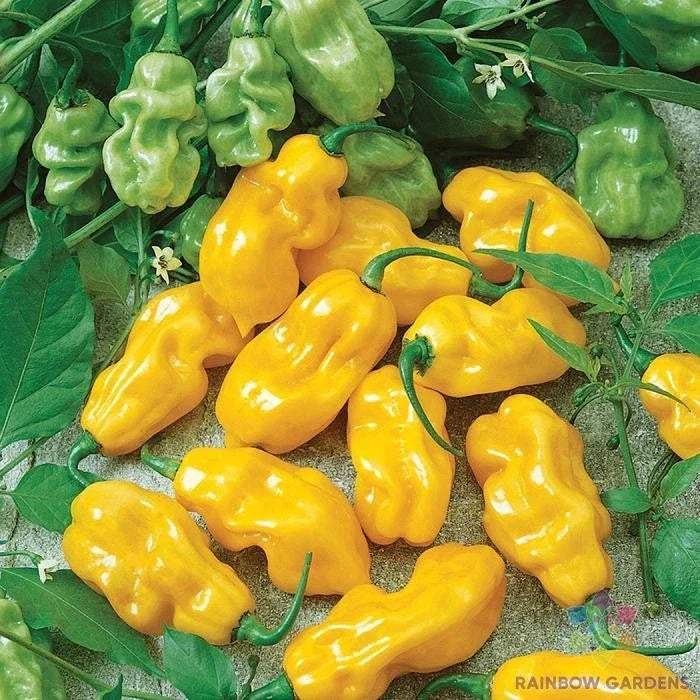 Golden Habanero Hot Pepper Seeds - 25+ Non-GMO Seeds - Capsicum chinense - USA Grown, Ideal for Garden Planting