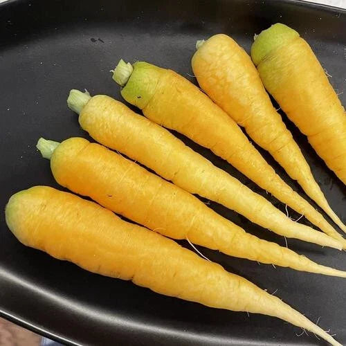 Yellowstone Carrot Seeds - 1000+ Seeds - Daucus carota - Non-GMO, Easy to Grow for Home Gardens - USA