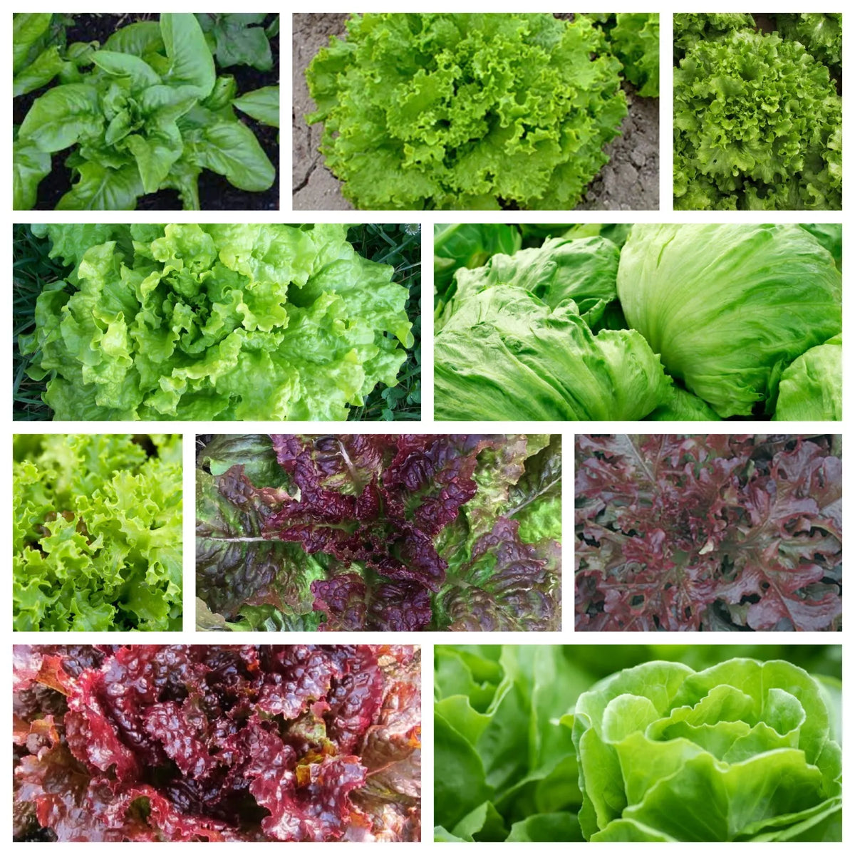 Leaf Lettuce Seeds Collection - 10 Varieties, Non-GMO Heirloom, Organic, Lactuca sativa