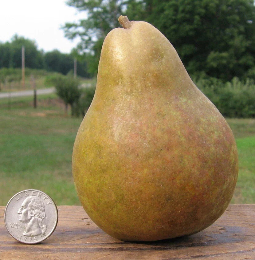 Warren Pear Tree Cuttings (6+3) - Delicious Fruit, Grafting Scions, Pyrus communis, High-Quality Home Garden Planting