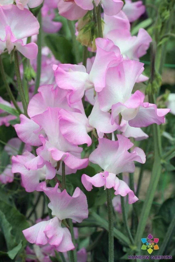Gwendoline Sweet Pea Seeds 50 Pack - Lathyrus odoratus - Fragrant Pink Flowers for Garden Planting