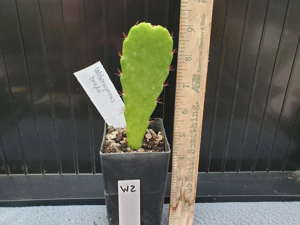 Weberocereus bradei Cactus - Rare Succulent Plant - 4-Inch Live Cactus - Easy Care, Drought-Tolerant, Indoor/Outdoor Decor