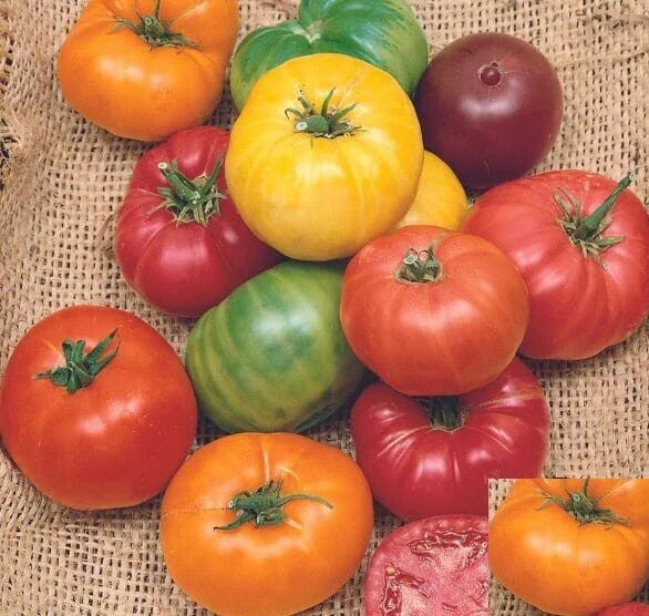 Heirloom Tomato Seeds Mix - 50 Non-GMO Beefsteak Rainbow Seeds, Indeterminate Variety, Solanum lycopersicum