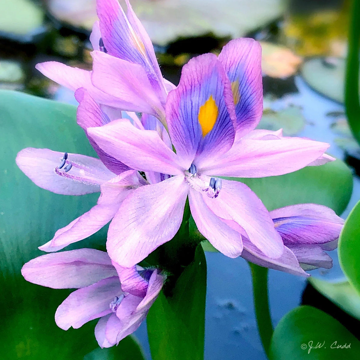 Water Hyacinth Tubers - 6 Pack Live Purple Rhizomes - Eichhornia crassipes - Aquatic Plant for Ponds & Water Gardens