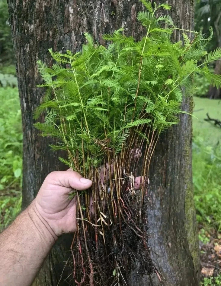 Bald Cypress Tree Seedlings 4-Pack Plug-Grown Taxodium distichum Fast-Growing Deciduous Conifer for Garden Enhancement