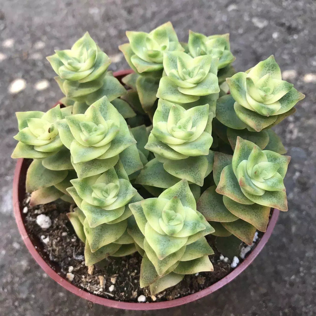 Crassula Perforata Variegata - String of Buttons - 2" Diameter Succulent Plant - Unique Variegated Leaves for Indoor Gardening
