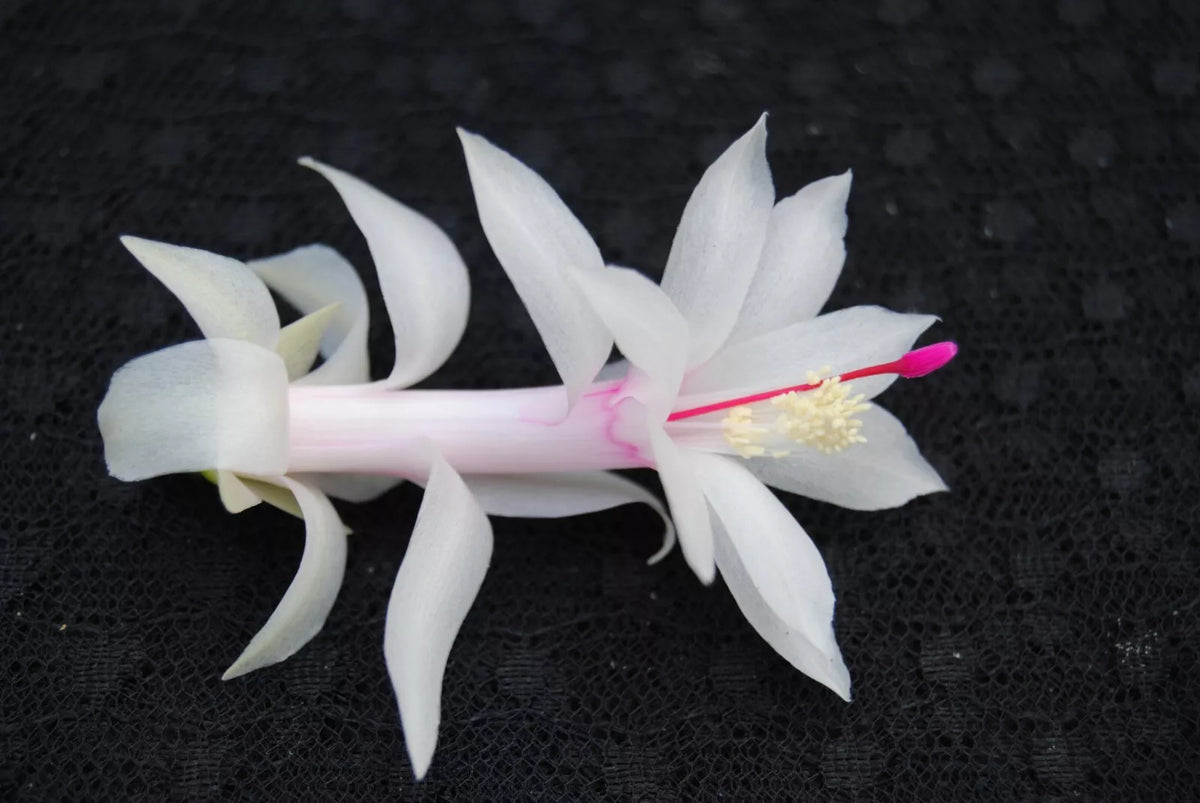 Christmas Cactus Starter Plant - Small Livia Variety - Schlumbergera Truncata - Well Rooted for Easy Growth