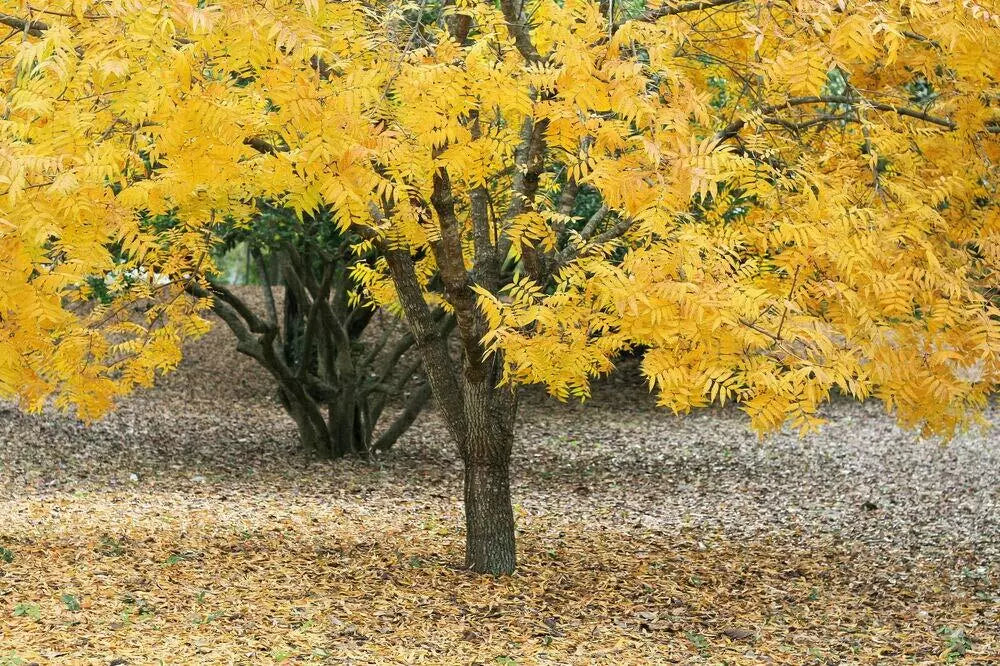 Thornless Honeylocust Tree Seeds - 10 Pack - Gleditsia triacanthos inermis - Drought Tolerant, Fast Growing Garden Seeds