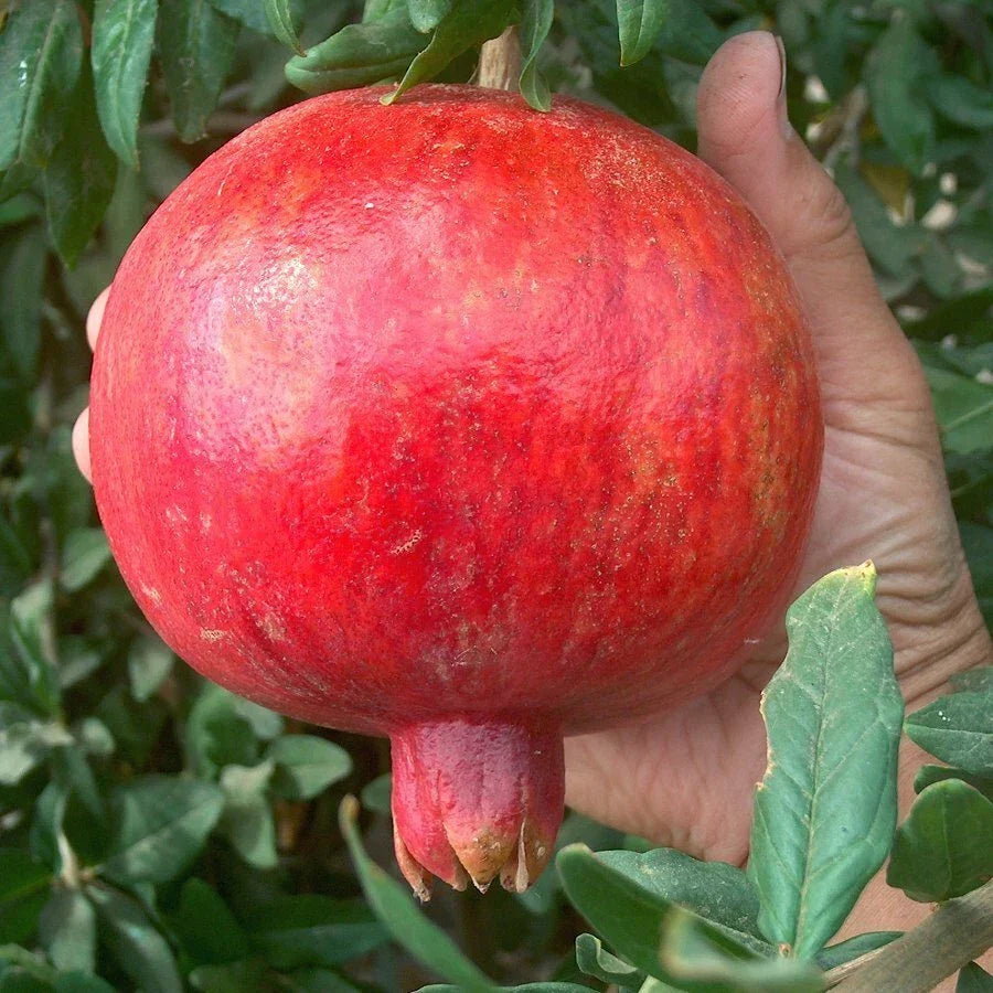 Pomegranate Cuttings Lot of 4 Large Sweet Variety Punica granatum - Easy to Grow Home Garden Plants