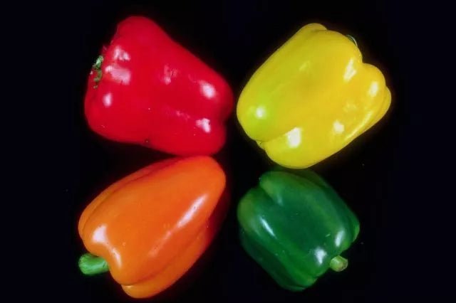 Sweetest Bell Pepper Seeds 20 Pack - Red, Yellow, Green, Orange - Capsicum annuum - Non-GMO, Heirloom Varieties