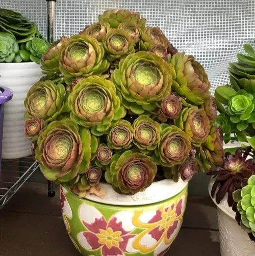 Aeonium Halloween Cuttings - Olive Green Mahogany Variegation - Aeonium arboreum 'Zwartkop' - Perfect for Propagation