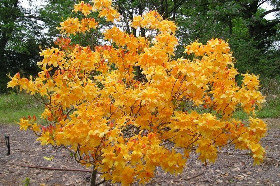 Aromi Azalea Starter Plant - Small Dormant FANTASTIQUE Variety - Rhododendron spp. - Deciduous Shrub for Garden