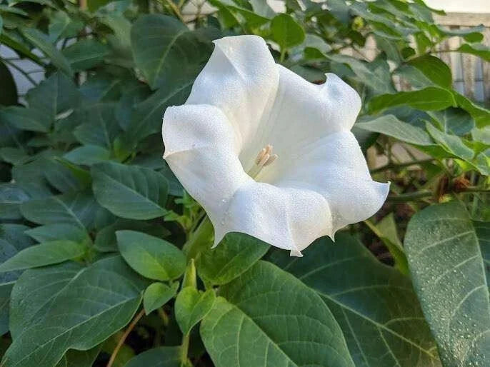 Datura Seeds 50 Pack - White Angel Trumpet - Datura inoxia - Flowering Garden Seeds for Stunning Landscape and Pollinator Attraction