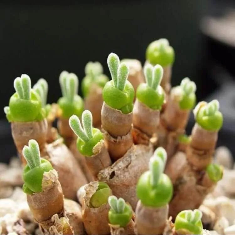 Bunny Succulent Seeds, 100pcs Pack, Monilaria Obconica, Unique Drought-Tolerant Plant for Indoor Gardening and Terrariums