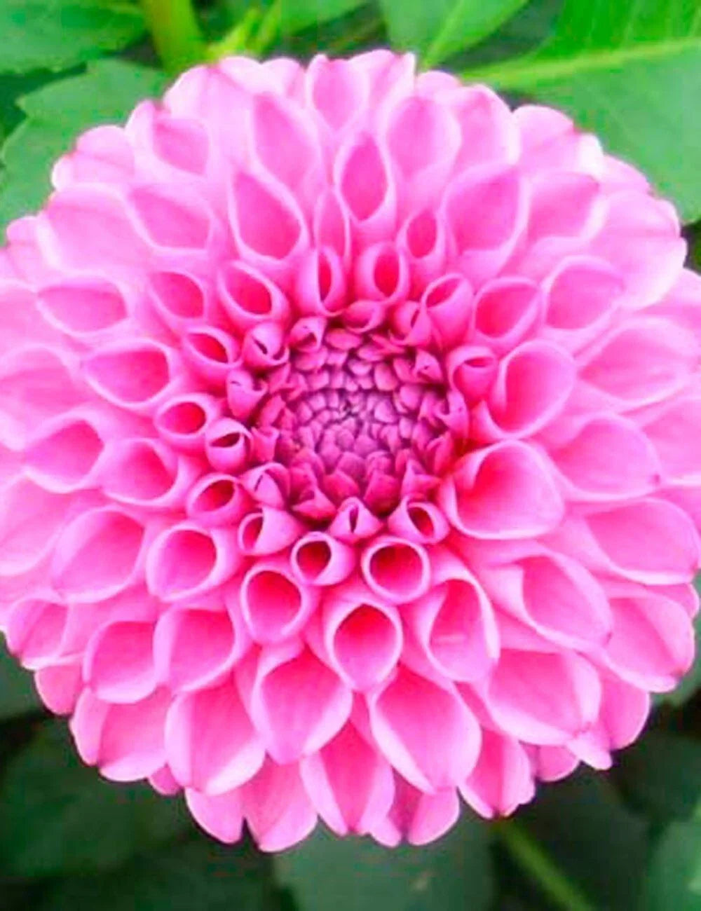 Dahlia Plant Bulb No.1 Clump Double Rose Pink Blooms, Lucky Number, Deer Resistant, Full Sun, Dahlia (Zones 3-10)