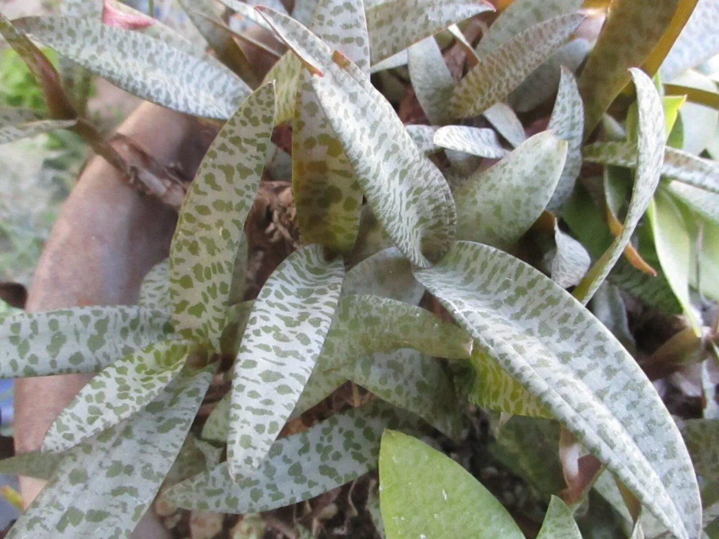 Drimiopsis Live Plants - Silver Squill, 4 Bulb Clusters - Drimiopsis Ledebouria Socialis, Indoor Houseplants, Easy Care