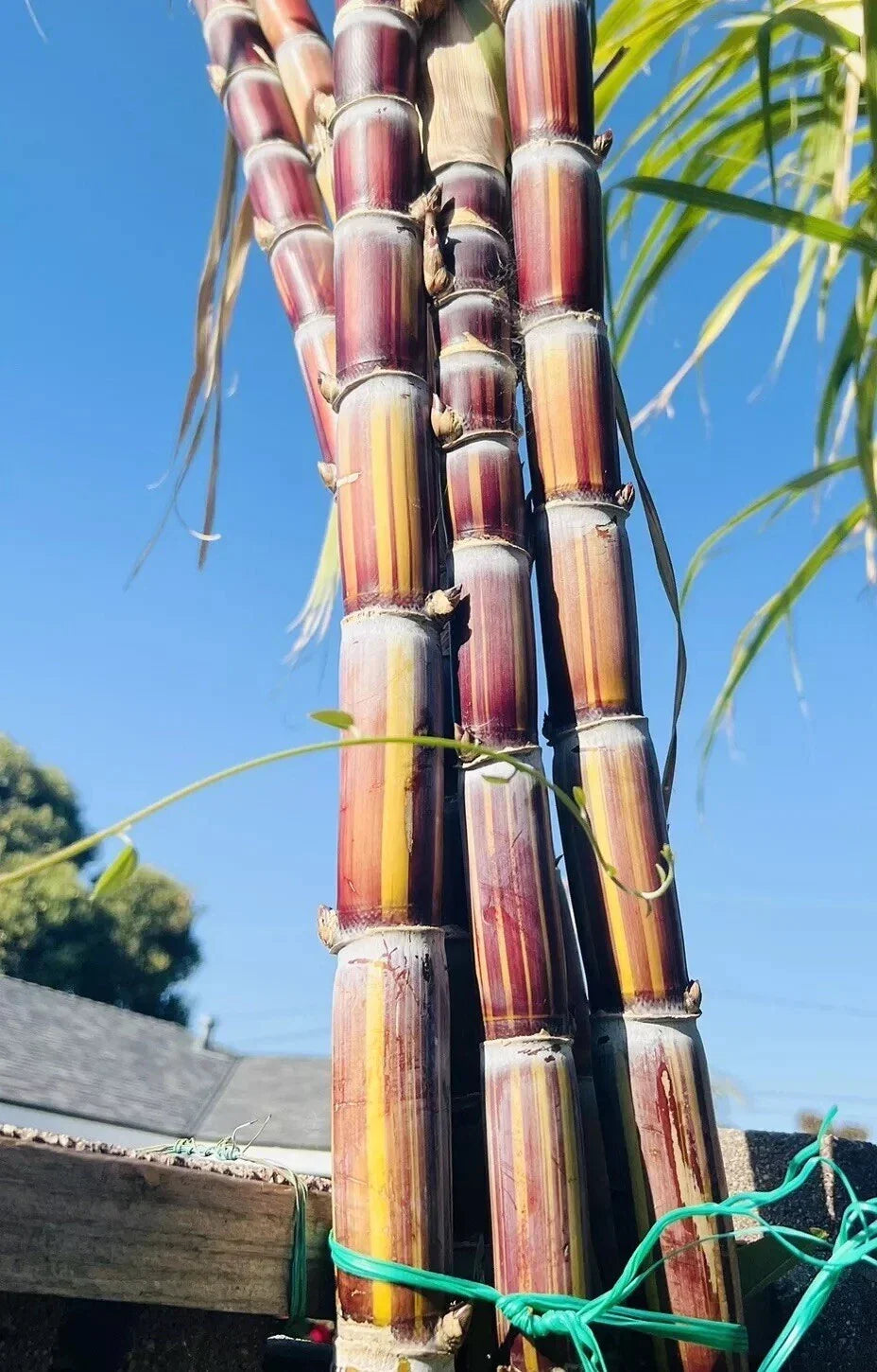 Rare Jamaican Variegated Sugarcane Cutting - 2 Nodes - Striped Sugar Cane - Saccharum spontaneum