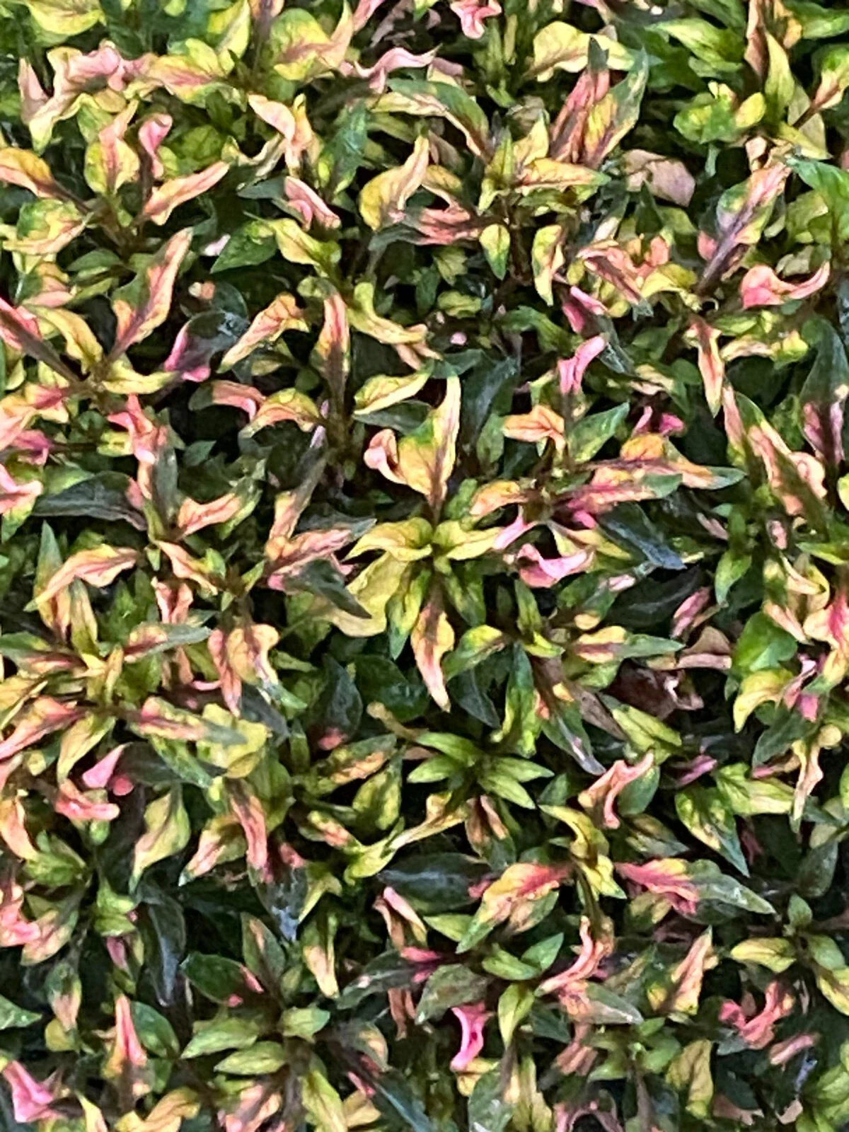 Alternanthera Ruby Slippers Plant 3" Pot - Alternanthera dentata 'Ruby Slippers' - Vibrant Red Foliage for Indoor/Outdoor Use