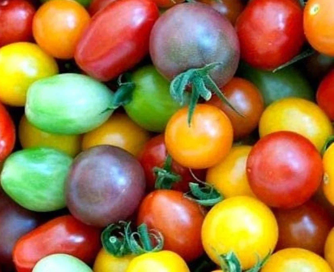 Rainbow Cherry Tomato Seeds - 30+ Organic Heirloom NON-GMO - Solanum lycopersicum - Colorful & Sweet Variety for Home Gardening