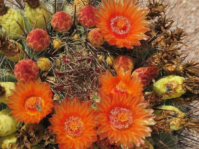 Fishhook Candy Barrel Cactus Seeds - 75 Pack - Ferocactus wislizeni - Hardy Succulent for Gardens and Xeriscaping