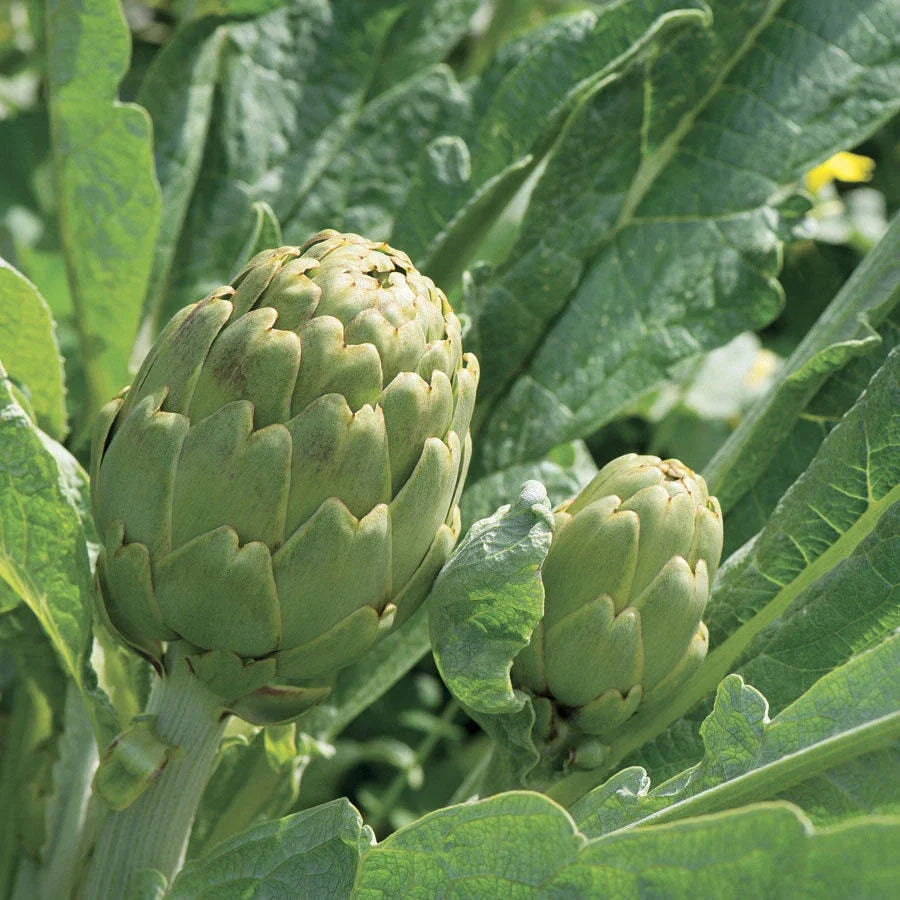 Green Globe Artichoke Seeds - Heirloom Non-GMO French Variety - Cynara scolymus - Premium Gardening Seeds for Culinary Use