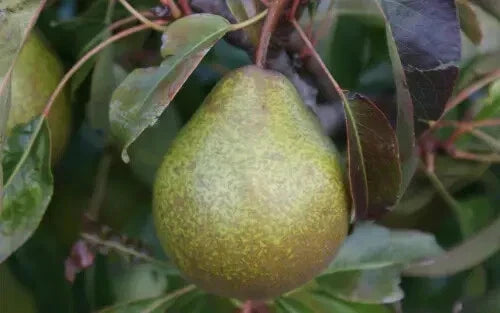 25+ Winter Nelis Pear Seeds | Organic, Heirloom | Pyrus communis | Non-GMO, USA Grown for Home Gardens & Orchards